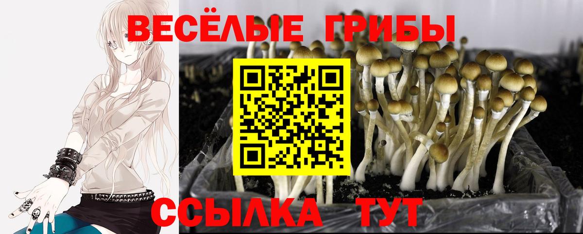 Галлюциногенные грибы GOLDEN TEACHER  где купить наркотик  Омск  Вход с VPN 